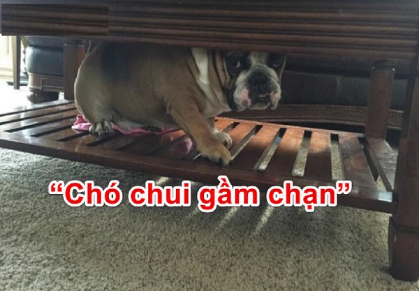 chạn vương là gì