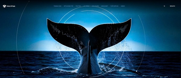 Meta Whale có lừa đảo không?